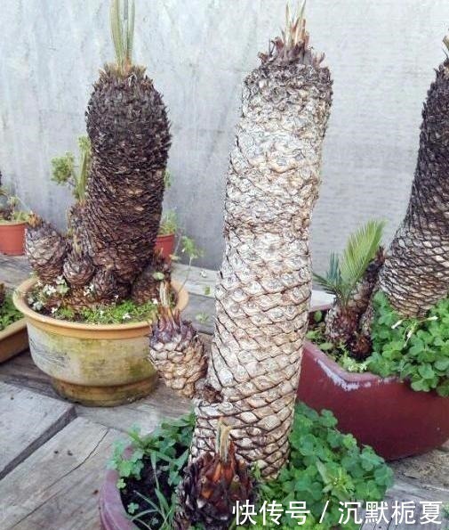 叔叔|叔叔养了1盆“光杆树”,邻居都笑他傻,2年后看到一脸羡慕!