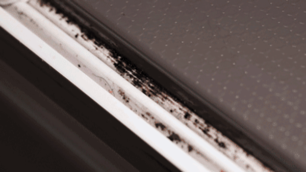 霉菌|日本这些奇怪的家居设计，安装简单又实用，你确定不装一个？