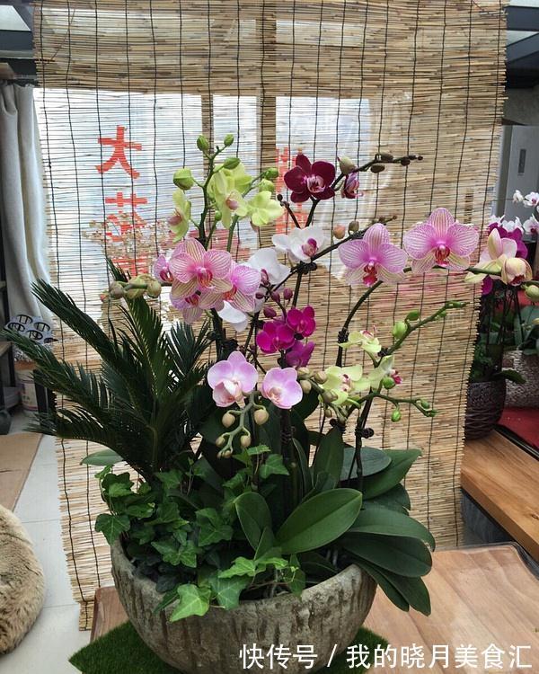 天冷就养“6种花”,越冷越爱开花,吉祥“喜庆”又高档