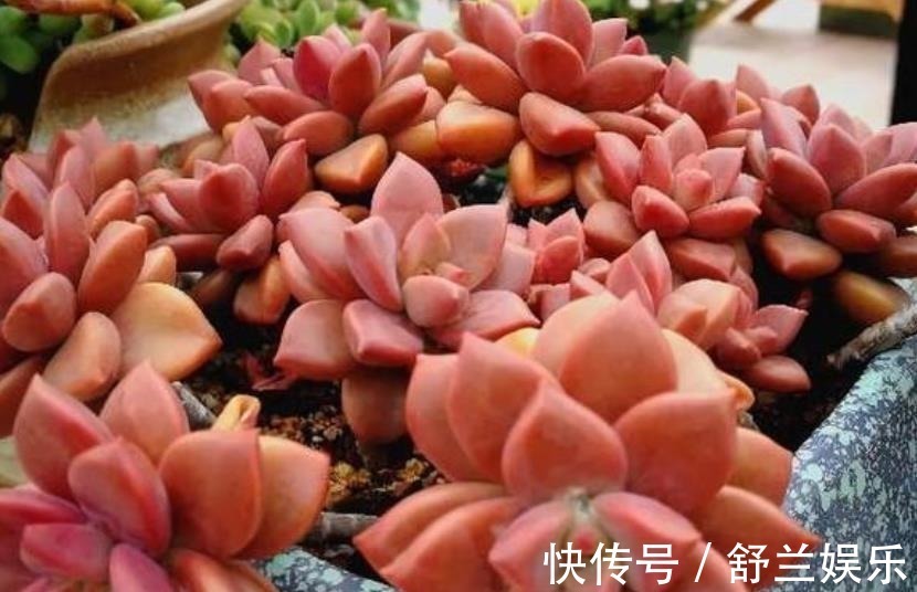 多肉|3种适合新手的多肉植物,学会控水,易群生养成漂亮小老桩
