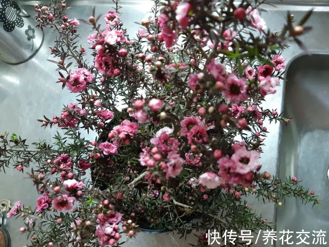 松红梅|松红梅能花开半年，花叶清香，但你家真的适合养吗？