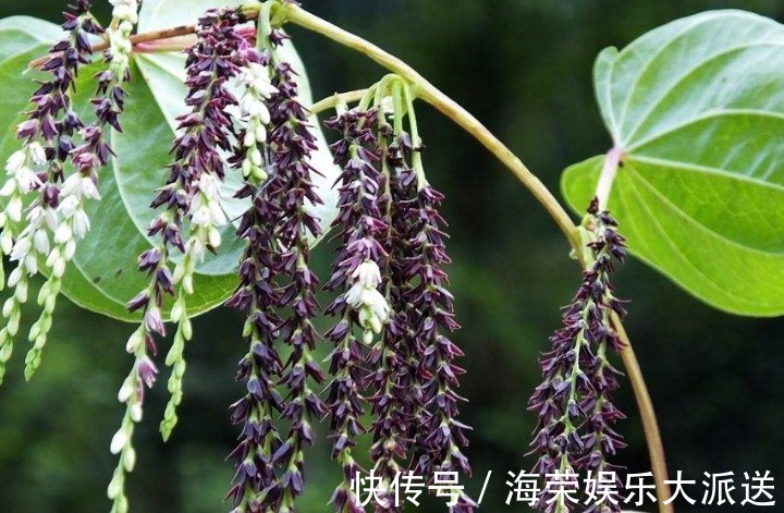 乡下人|农村房子旁的野草，乡下人当野草除，其实还有其它用处