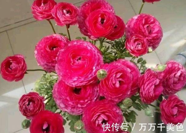 栽培|从8月17日开始，家养此款花卉，花姿卓越，栽培容易，幽香暗淡