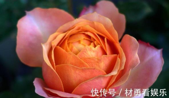 梦光环梦光环|喜欢菊花,不如养盆“玫瑰珍品”芒果浪漫,似桃吐丹霞,亲切妖娆