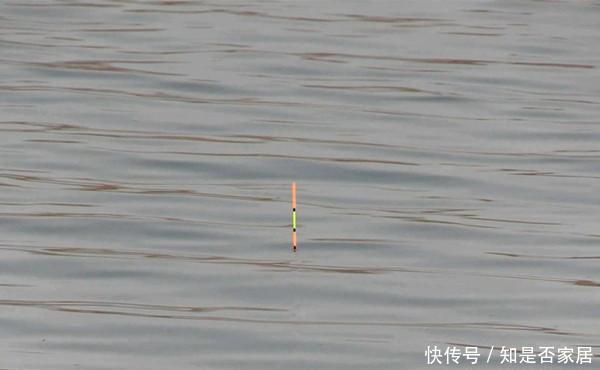 冬季钓鱼，天气越冷越容易钓到大鲫鱼，封竿太早容易“吃亏”