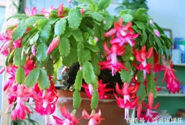 过期药片先别扔，用来养花，比肥料强10倍！