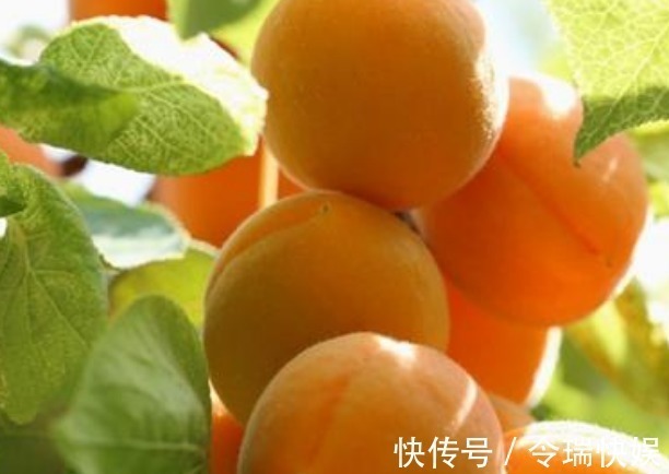 高产|新手种植!杏子清热解毒、营养丰富,掌握关键之处让其优质又高产