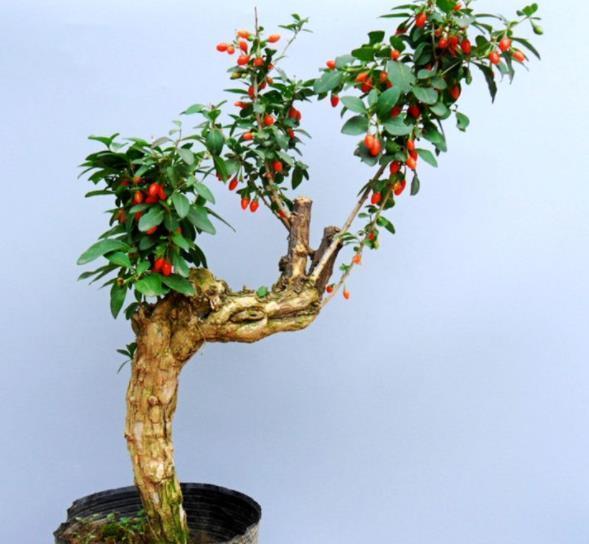 4种可以结果的小盆景,好养好看上档次,养在家里吉祥美满寓意好