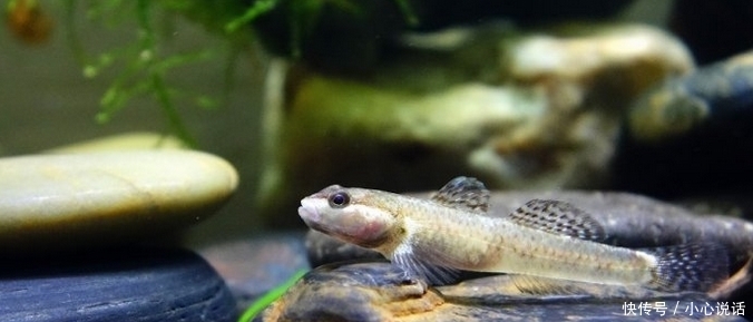 消失|南方即将消失的5种野生淡水美味,第一种价格高达600元一斤