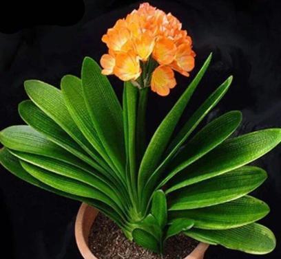 君子兰|养君子兰3年不开花现在给它用点“小手段”,不出俩月出花苞