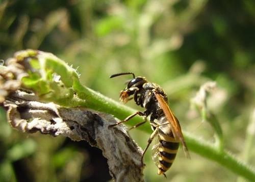 地球上10大最毒的昆虫 杀人蜂第6 第一每年致0万人死亡 快资讯