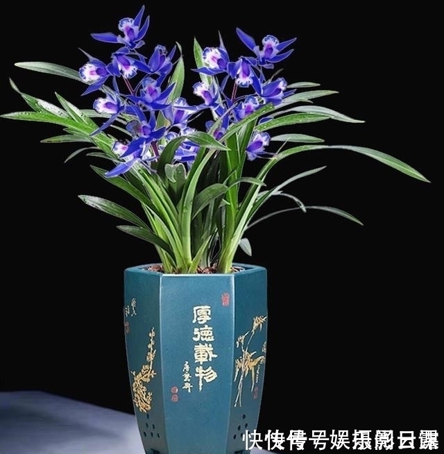 雅赏|此兰只应“天上”有,人间哪得几回闻,花色罕见,让人百看不厌