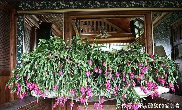 养花达人:38年前,掏家底儿买的2盆花,1盆被偷,1盆传给孙子