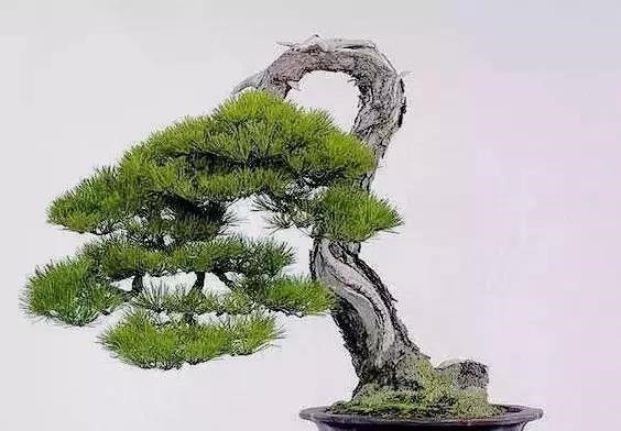 这3种盆景可以养成传家宝，再穷也要养，越老越值钱！