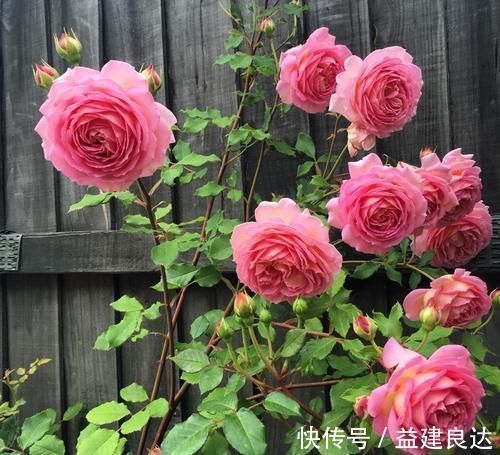 入秋扦插6种花，7天就生大白根，告别黑腐烂，花开量大