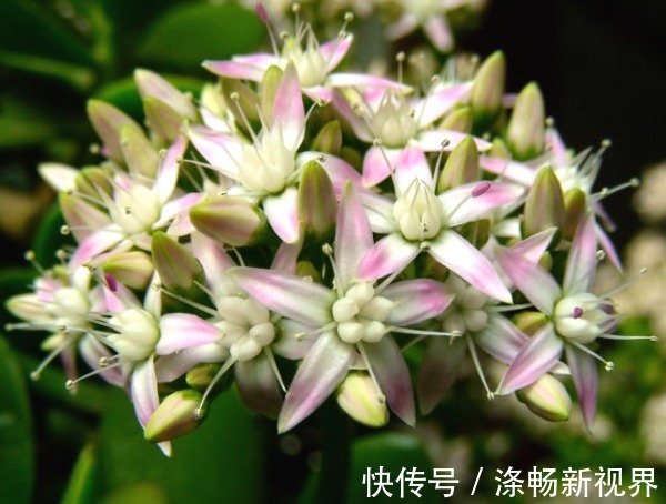 多肉植物|玉树年限到了不开花以下3个方面多注意，玉树花开爆盆又长久