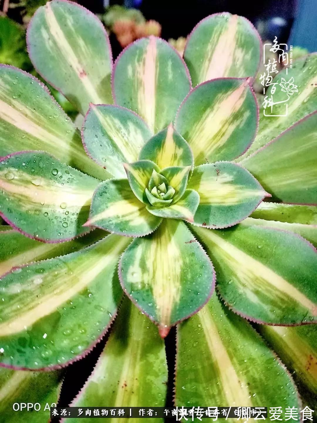 久在晴冬等雪来——北方阳台党的多肉成长历程!