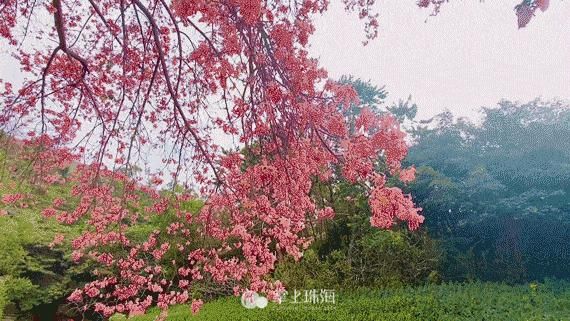 少女|对不起，论珠海最美花海，我只服“皇家别院”的少女粉！