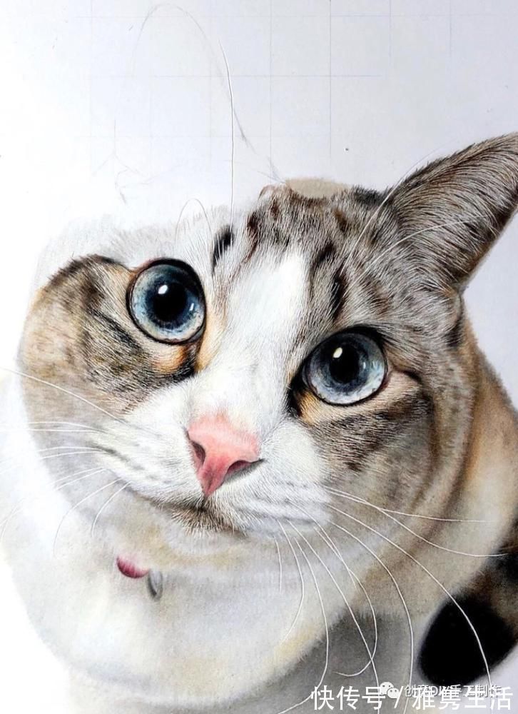 音海#超拟真动物画,每根毛发都这么细致,网友惊呼真假分不清