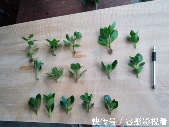 湿润|又到长寿花扦插季节,做好“2选3足”,15天长满白根!