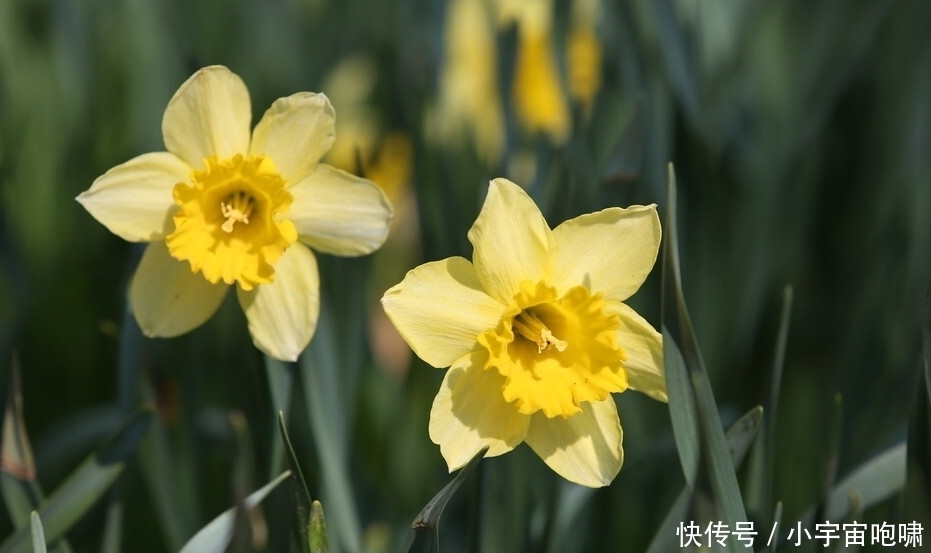 冬天最容易养的六种花，现在正开花，花大又艳，邻居串门直夸好看