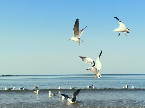 生命|想去海边看海鸥？冬天来威海金海滩，一群一群海鸥好玩又好看