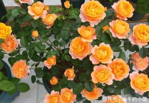 矮小|阳台也能种月季,植株矮小花量大,养一盆香飘满屋,值得拥有!