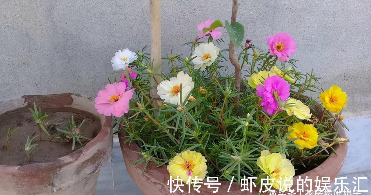 5种花适合养在窗台上,晒晒太阳,浇浇水,让你的窗台花团锦簇