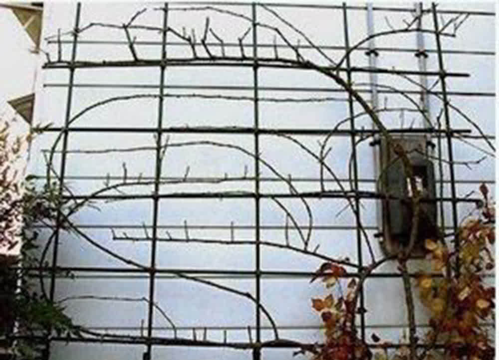 月季春天压一压,一个芽变“一排芽”,枝繁叶茂好开花