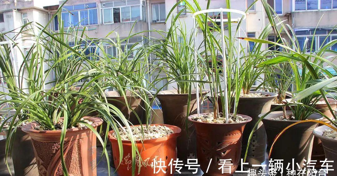 阳台养兰:光照强度影响着兰花的颜值与长势,还可调控花期哦!