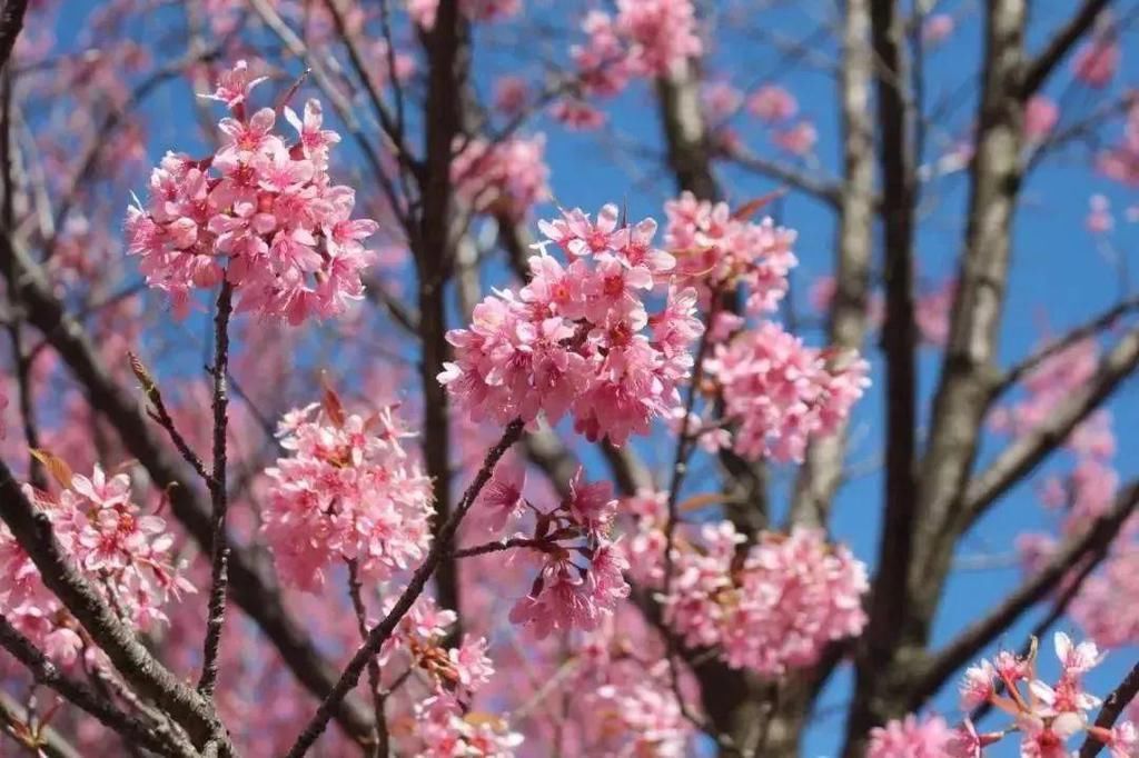 红塔西路|冬樱花开啦！春城花都@你来拍照了