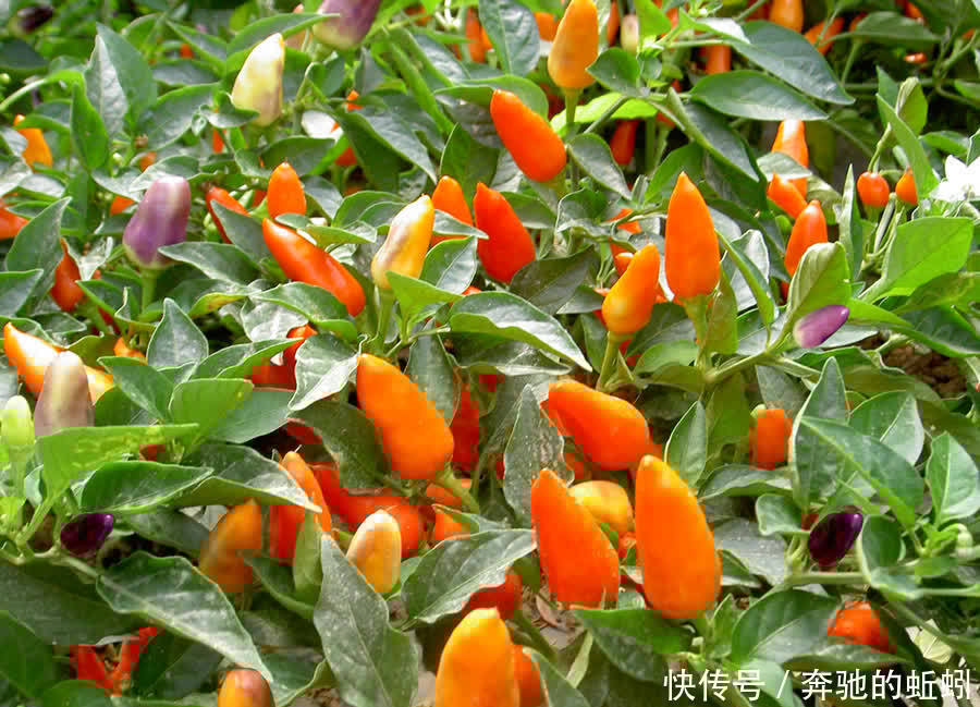 适合家养的观果盆栽,这4种你了解一下,入手不亏