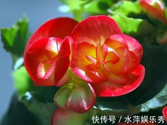 家养此款花卉，花期长易打理，花色鲜艳夺目，沾点水就疯长