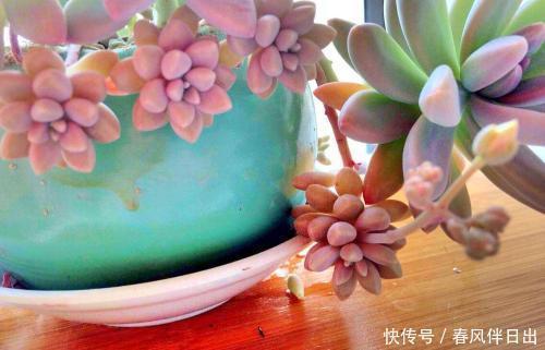 养这3种多肉赚大了,它们最喜欢爆盆,挂着养更是成串生长