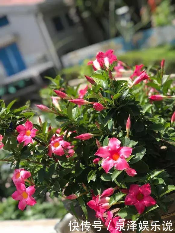 凌霄花|夏天养上3种爬藤花,隔热降温,好看好养,花开如瀑布!