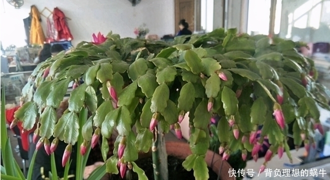 光照|蟹爪兰迎来花期,养护避免“4个动作”,花苞一个不落,越开越美