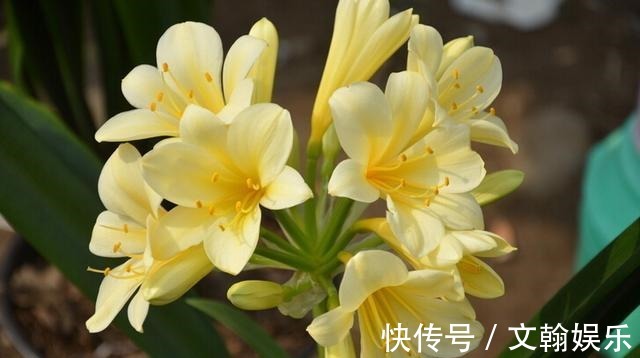 为什么盆栽君子兰长势不佳找准这3方面原因，叶片突突长不停