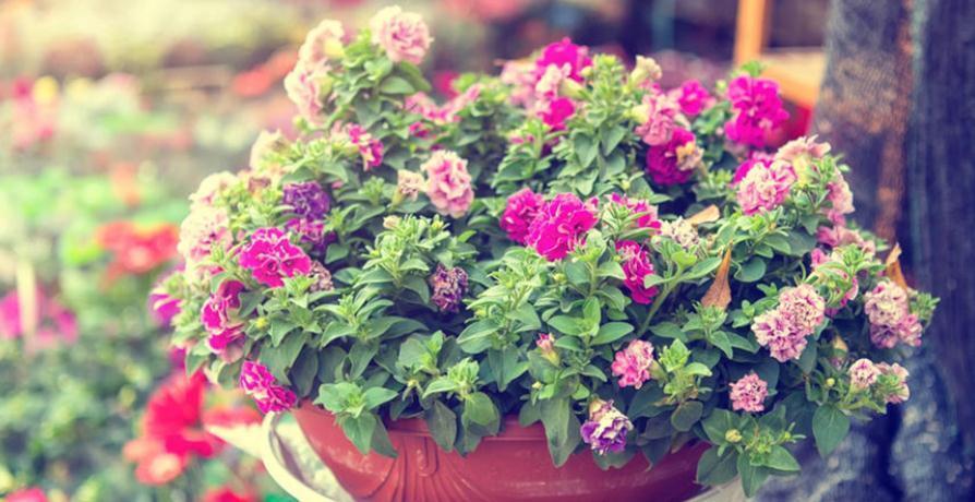 冬天养花，牢牢抓住这4点，室内盆栽才不出问题