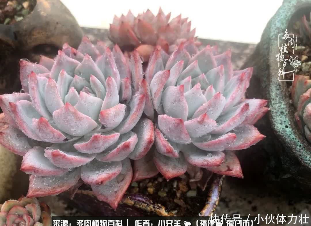 多肉,似星辰大海般的璀璨!