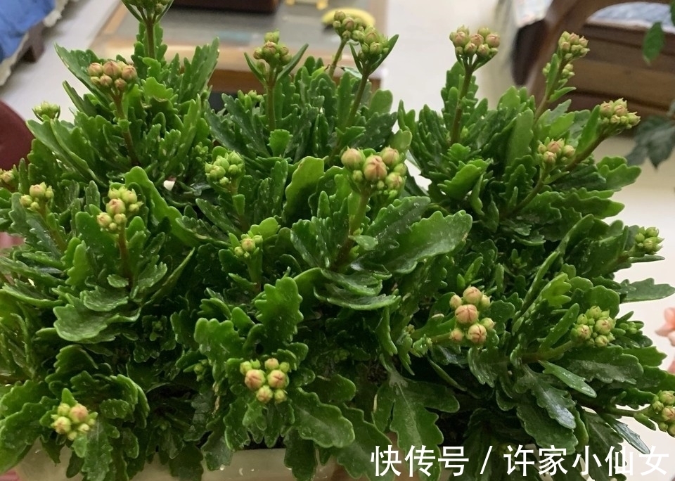 长寿花盛花时却倒伏了?做好这4点,花枝坚挺,花量再大都不怕