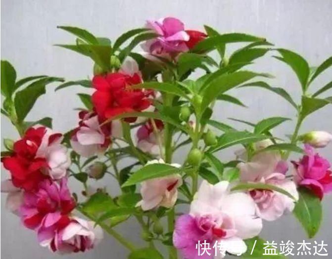 太阳花|4种漂亮网红花,家里养1盆,花期长花量大,一盆千百朵