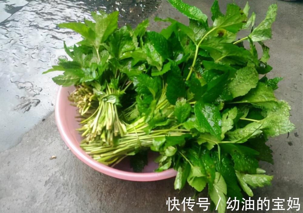 野葱|农村老家常见的15种“不知名”野菜，用对都是宝！你都吃过吗？