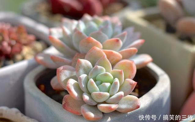 徒长|冬天养多肉,最怕3种水,一定要管住手,太勤快肉肉死的越快