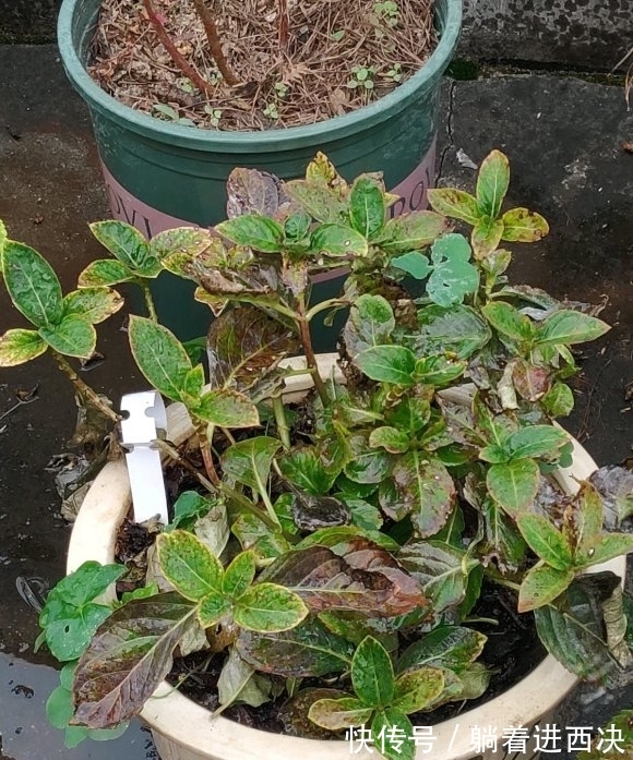 冬天养绣球,不能太娇贵,冻一冻旱一旱,花芽挤满盆,开成大花园