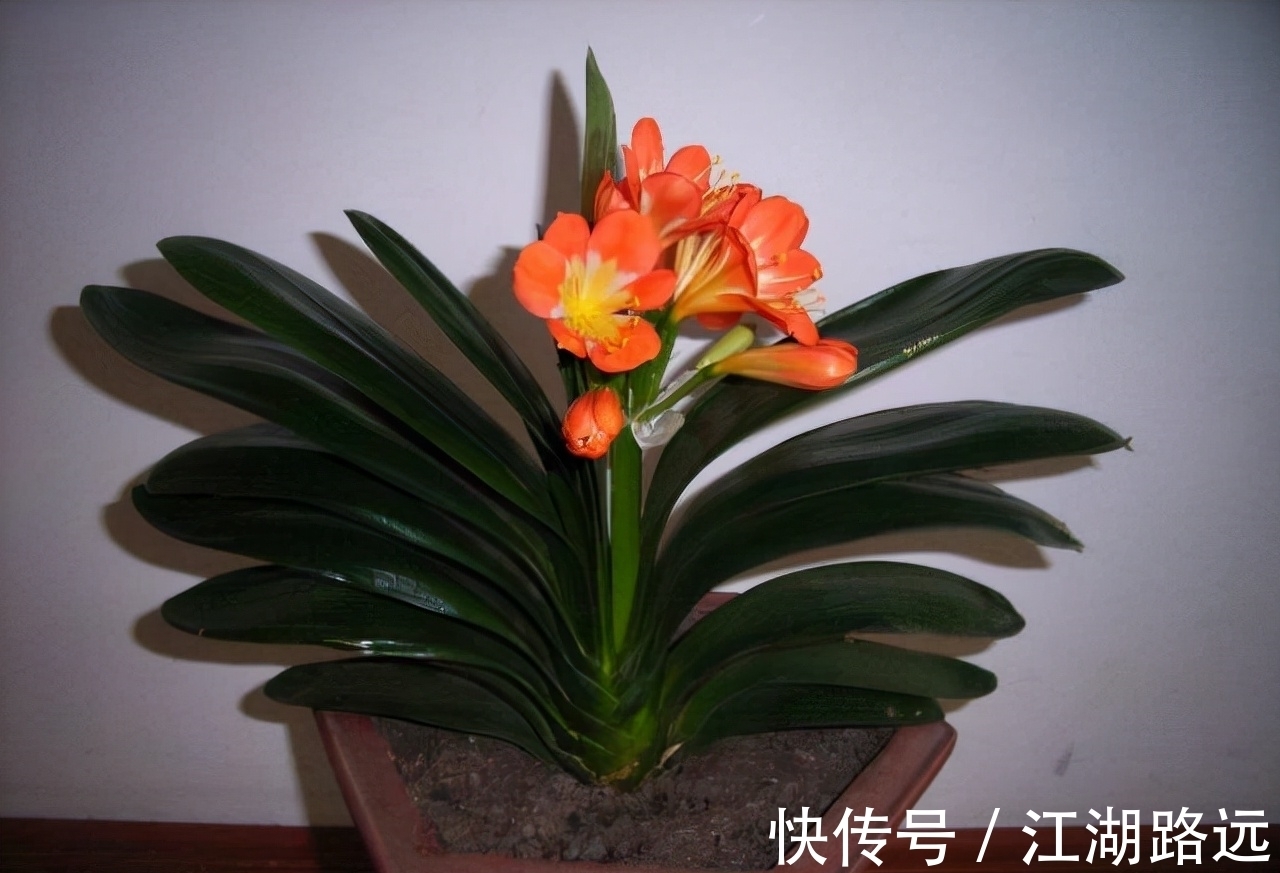 冬天爱喝烧酒的3种花卉,隔7天喂两滴,叶片肥厚,绿油油