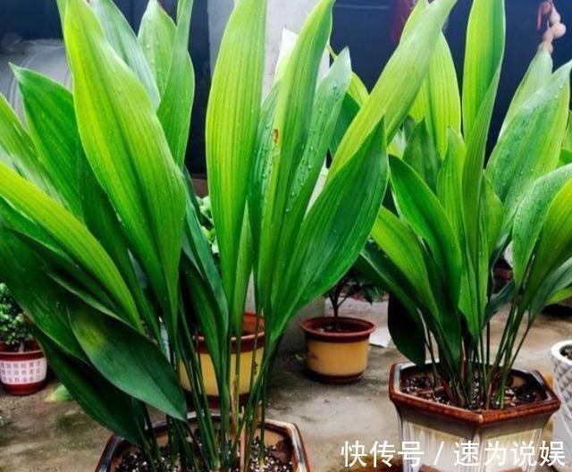 好看似兰花,比绿萝好养10倍,养盆一叶兰,年年挤爆盆