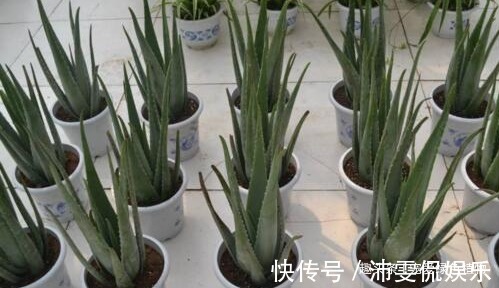 盆栽|现如今，很多人爱养“3种植物”，难怪都钱多，过得好，你家有