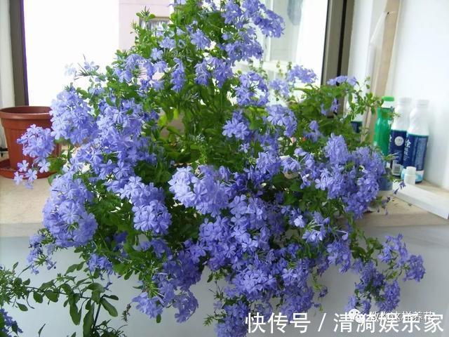 养护|夏天养上3种清凉花,越热越疯狂,看着就清爽!