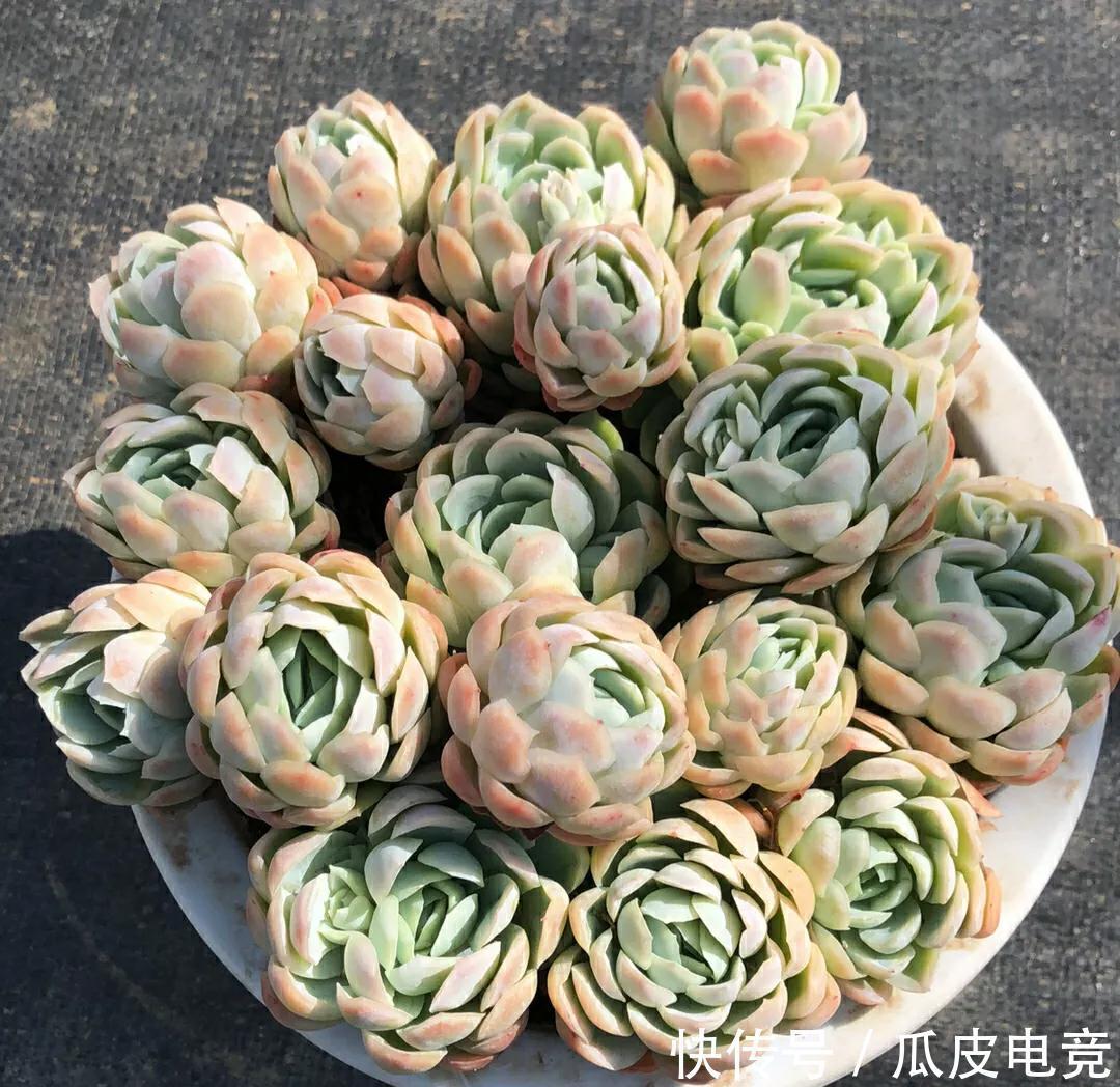 谁说多肉都是一个样，她养的多肉就与众不同，叶片如花，香气浓郁