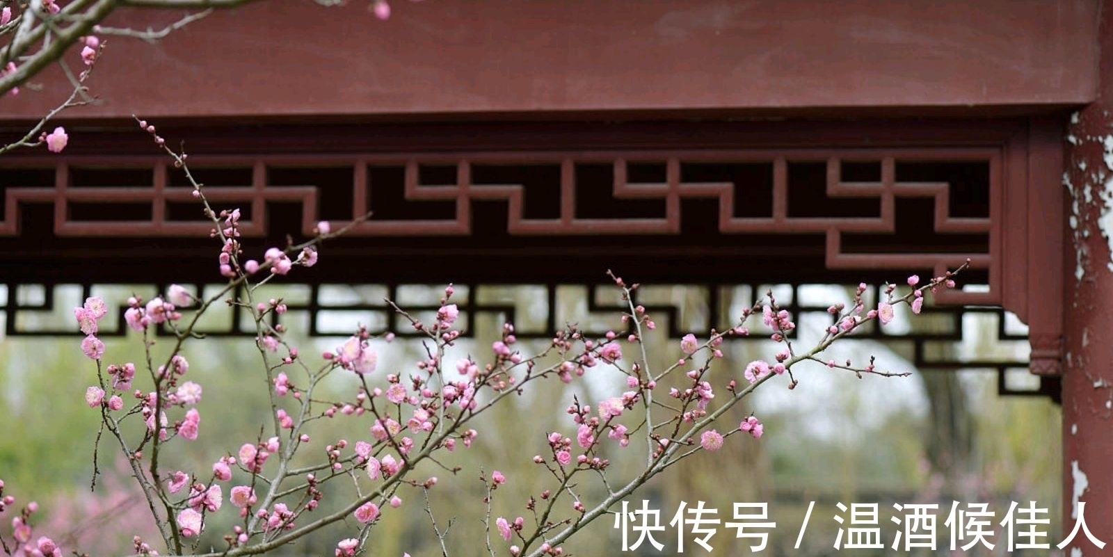 关山#苏轼出狱后作《梅花诗》不久蜕变成东坡居士,写法不落俗套